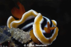 Anilao by Patrick Neumann 